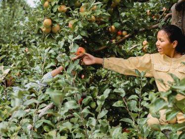 FRUIT TREE PLANTING